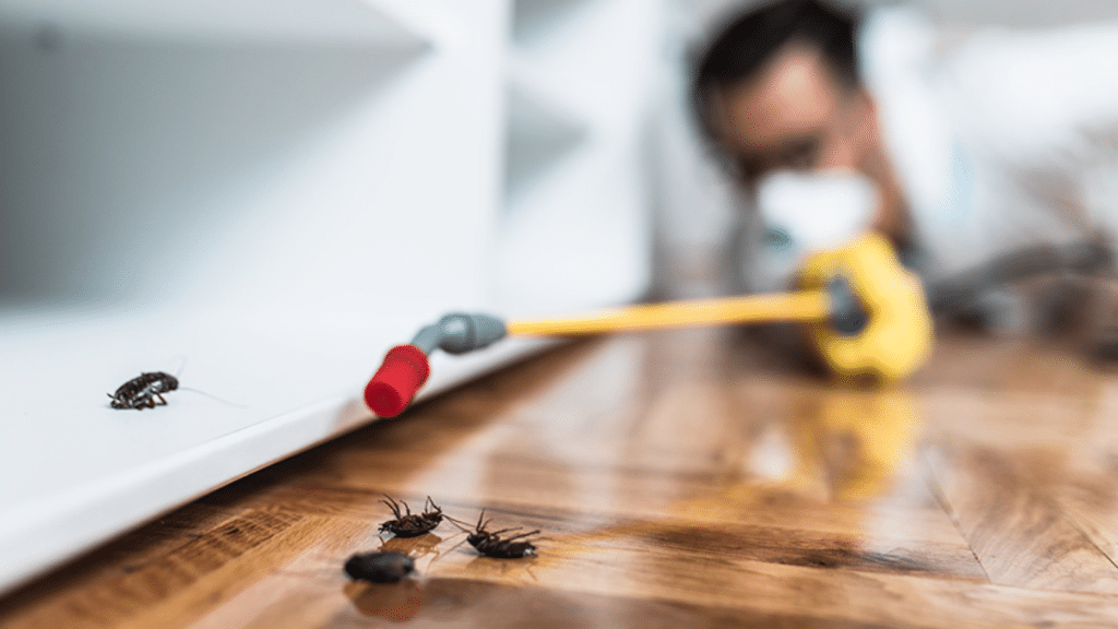 Dealing With Pests In The Capital Can Be A Nightmare