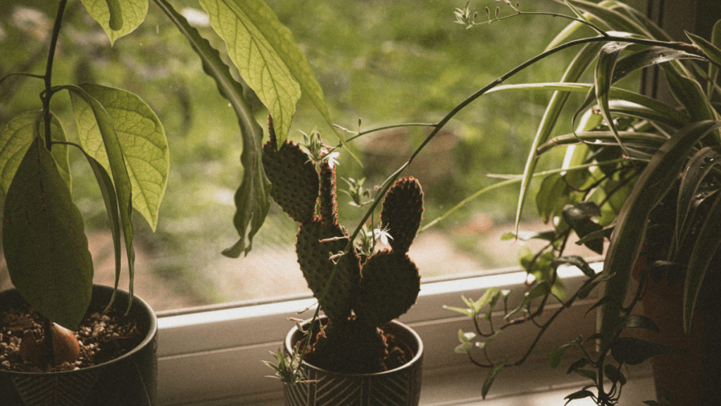 Three houseplants depicted on a windowsill. Exploring eco-friendly ways to deal with common household plants