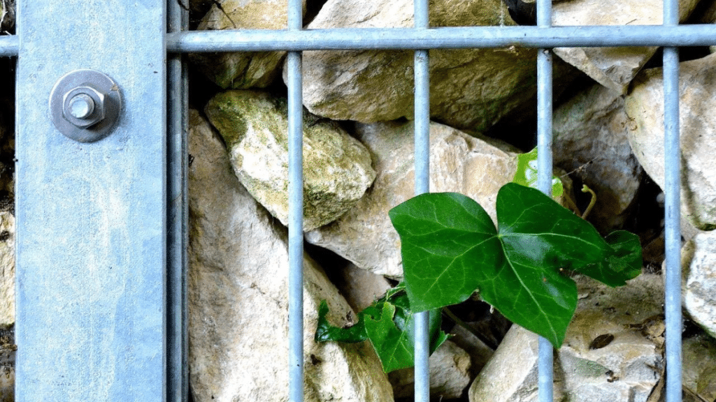 Environmental Benefits of Utilizing Cage Wall Solutions