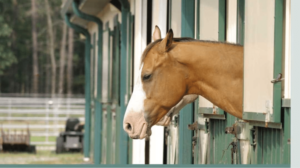 From Gallop to Stroll Understanding the Changing Needs of Horses