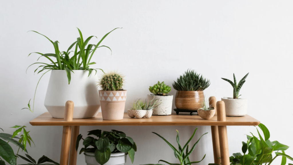 General Care Tips for Indoor Plants