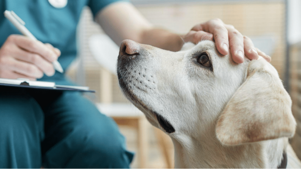 How Is Bucks County Veterinary Hospital Revolutionizing Pet Wellness