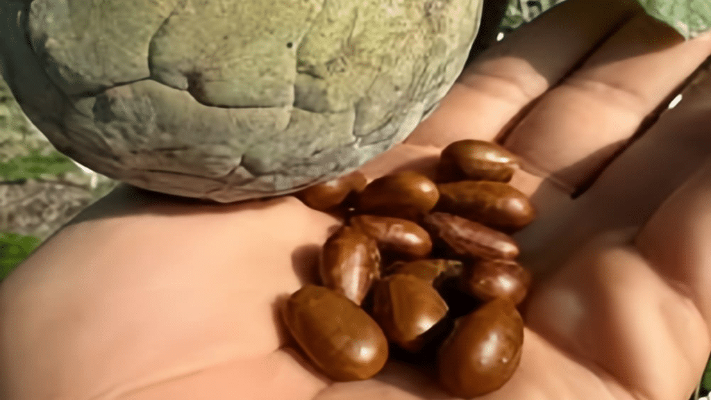 Buy Ilama Seeds Online Start Growing a Tropical Rarity with Gabriel Fruits Farm