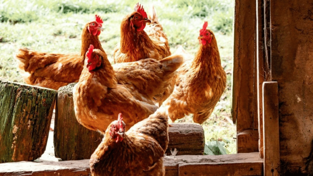 Choosing The Right Size Coop For Your Chicken Farm