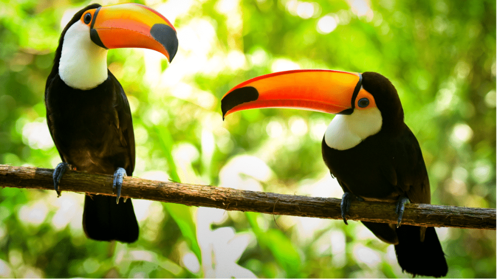 Rainforest Birds and Their Unique Adaptations