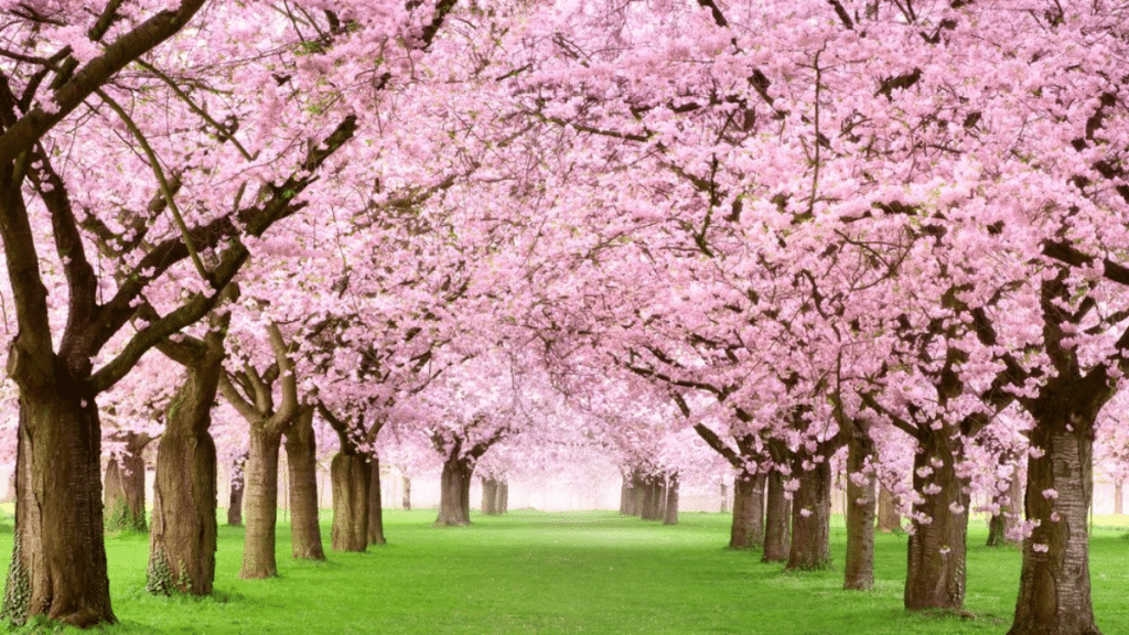 Seasonal Tree Care Tips from a Certified Arborist