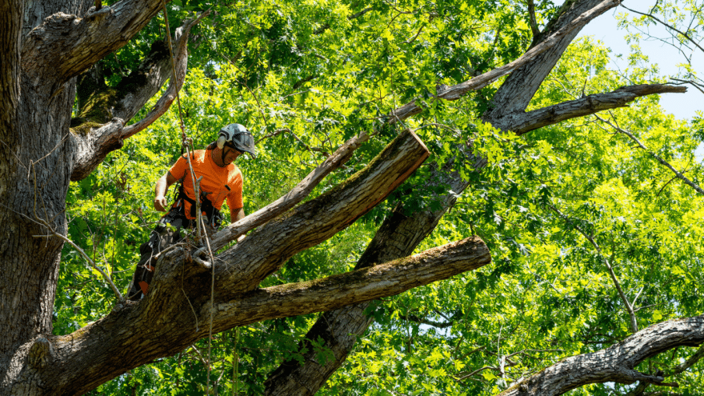 The Hidden Risks of DIY Tree Removal—and When to Call a Pro