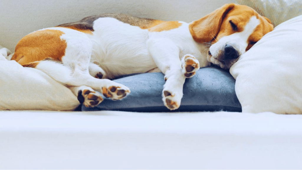 Understanding Your Dog's Sleep Patterns Natural Ways to Enhance Canine Rest