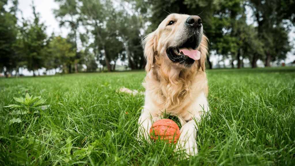 Why Giving Back Matters How Pet Brands Are Making a Difference for Dogs Everywhere