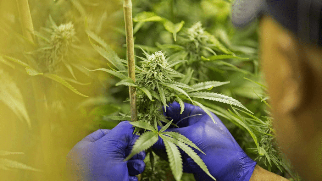 Is London Ready for a Legal Cannabis Economy?