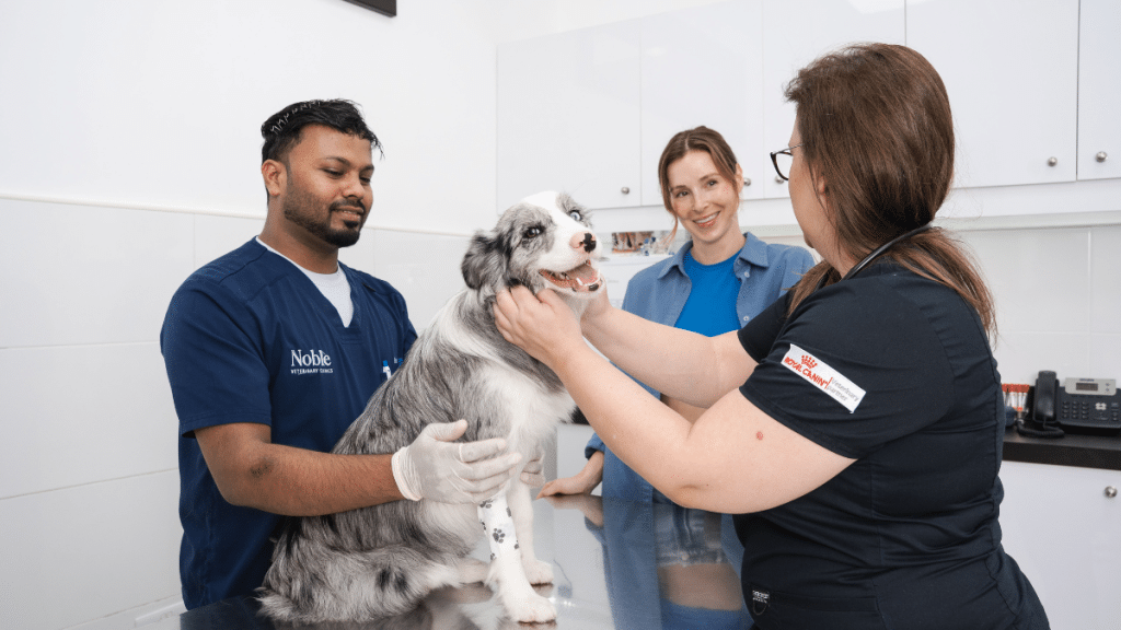 Veterinarian team examining a happy grey and white dog on a metal table. The setting is a bright clinic, and all are smiling, conveying a positive tone.