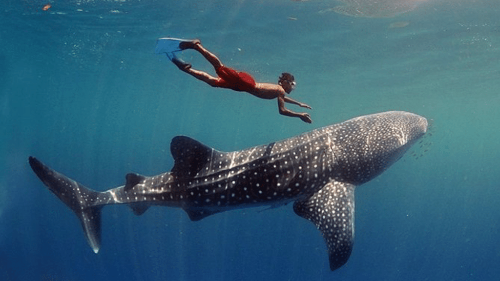 Swim with Whale Sharks Plan Your Dream Dive at These Unforgettable Locations