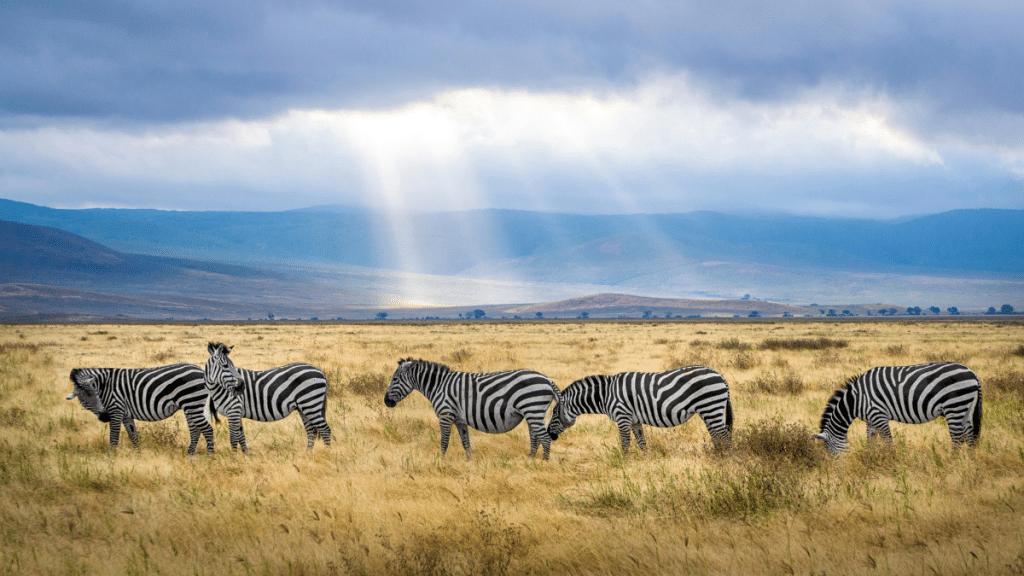 Tanzania The Perfect Blend of Adventure, Relaxation, and Digital Nomad Opportunities