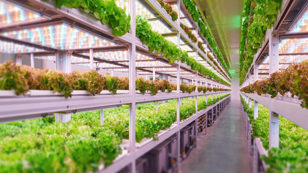 The Future of Farming How Vertical Farming is Revolutionizing Agriculture