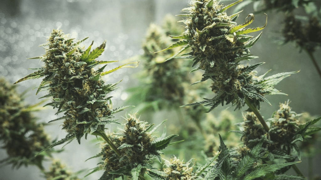 What Are Autoflower Seeds? A Complete Guide for Cannabis Growers