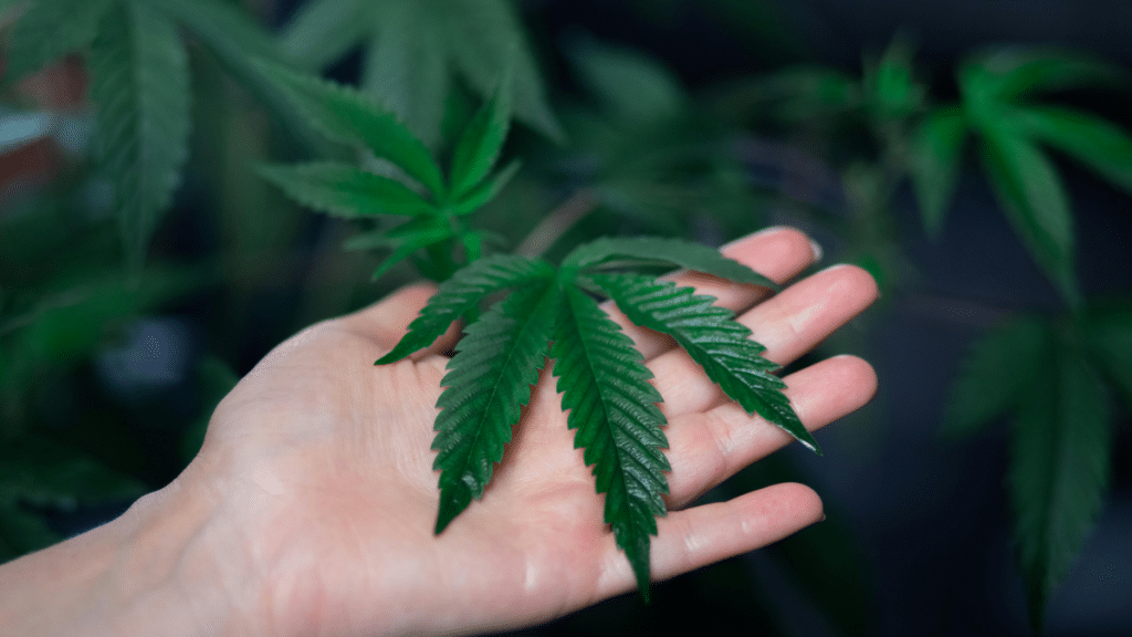 Why Some Strains Are Smoother to Smoke Than Others
