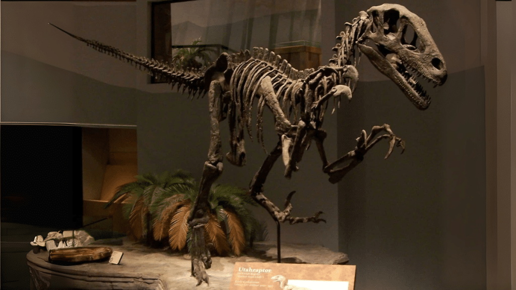 Bringing Dinosaurs to Life How Velociraptor Skeletons Revolutionize Museum Education