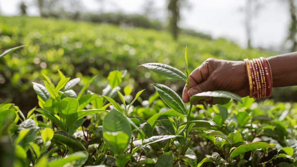 Experiencing the Tea-Making Heritage of Kuttikkanam