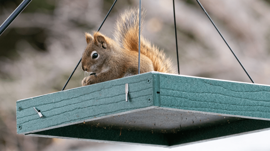How to Keep Squirrels Out of Your Bird Feeder (Without Giving Up on Birdwatching)