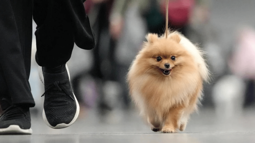 “I Had to Choose Between Rent and My Dog’s Pills” The Hidden Toll of Rising Pet Medication Costs in 2025