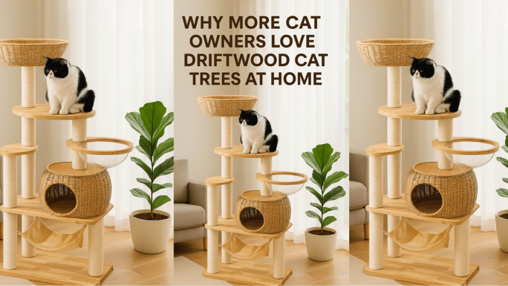 Why More Cat Owners Love Driftwood Cat Trees at Home