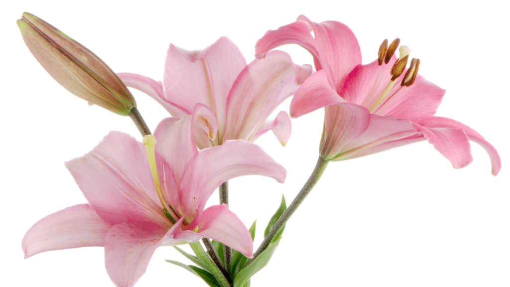 Image 1 of Lilies: Meaning and Care Tips after Purchase