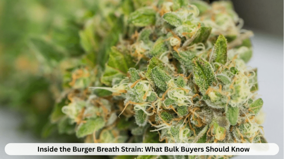 Image 1 of Inside the Burger Breath Strain: What Bulk Buyers Should Know