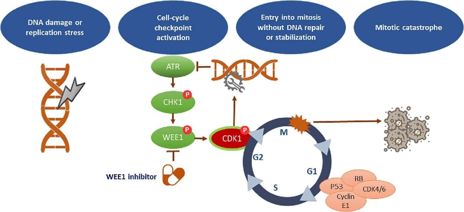 Clinical development of WEE1 inhibitors in gynecological cancers: A  systematic review - Cancer Treatment Reviews