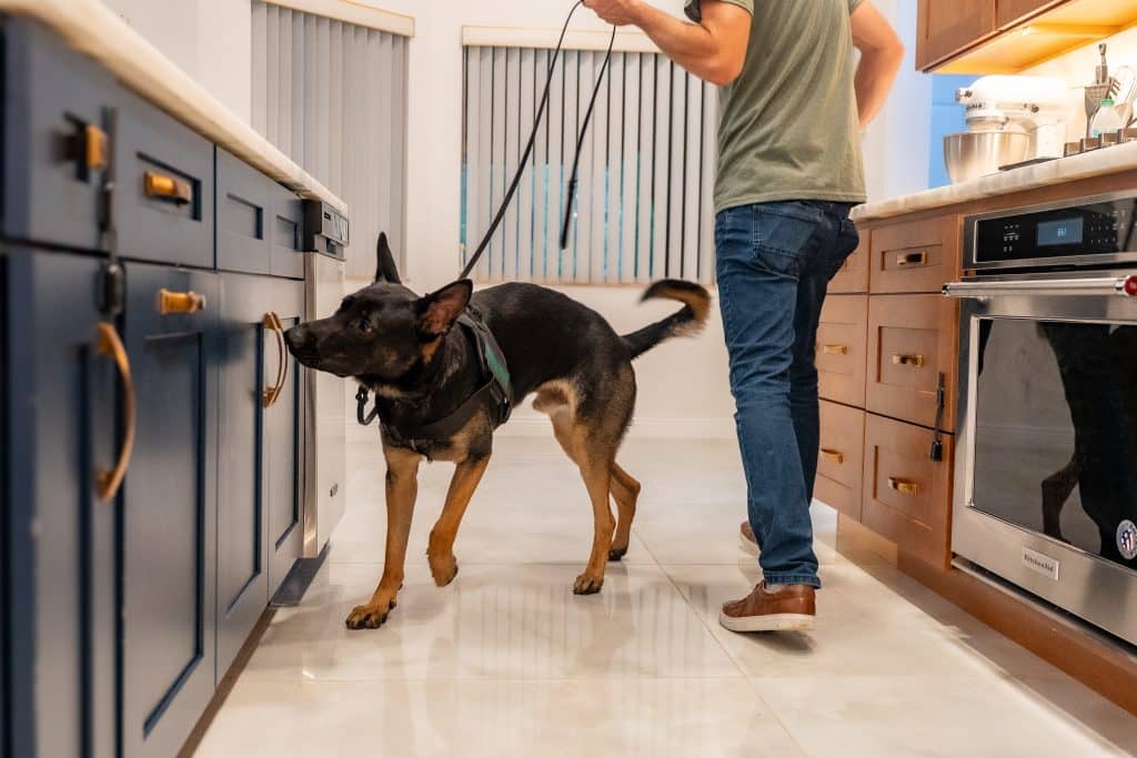 Mold Detection Dogs: Benefits, Limits, and What the Industry Is Still Figuring Out