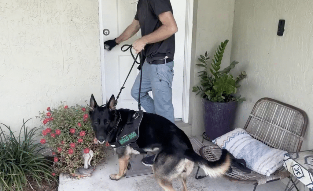 Mold Detection Dogs: Benefits, Limits, and What the Industry Is Still Figuring Out