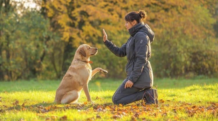 Image 1 of Beginner Dog Training Guide: Where to Start and What to Expect
