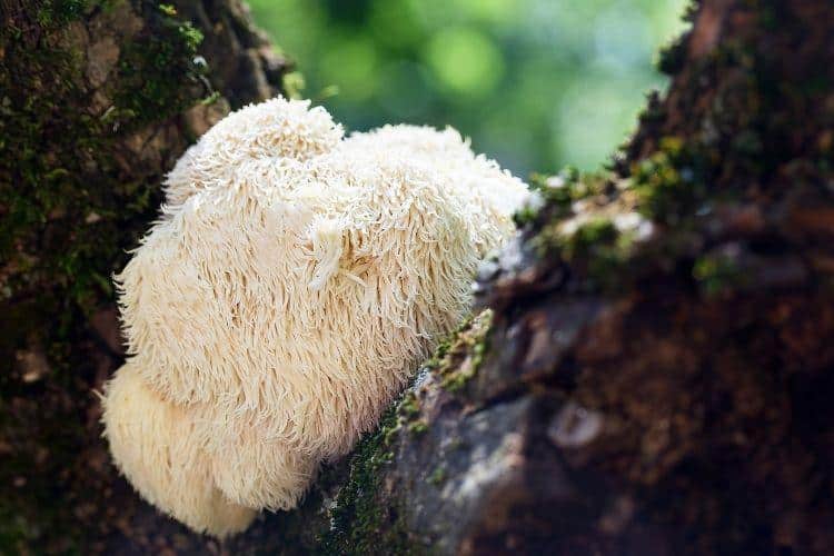 Image 1 of Top Science-Backed Supplement Brands to Watch in 2026, According to Nutrition Experts