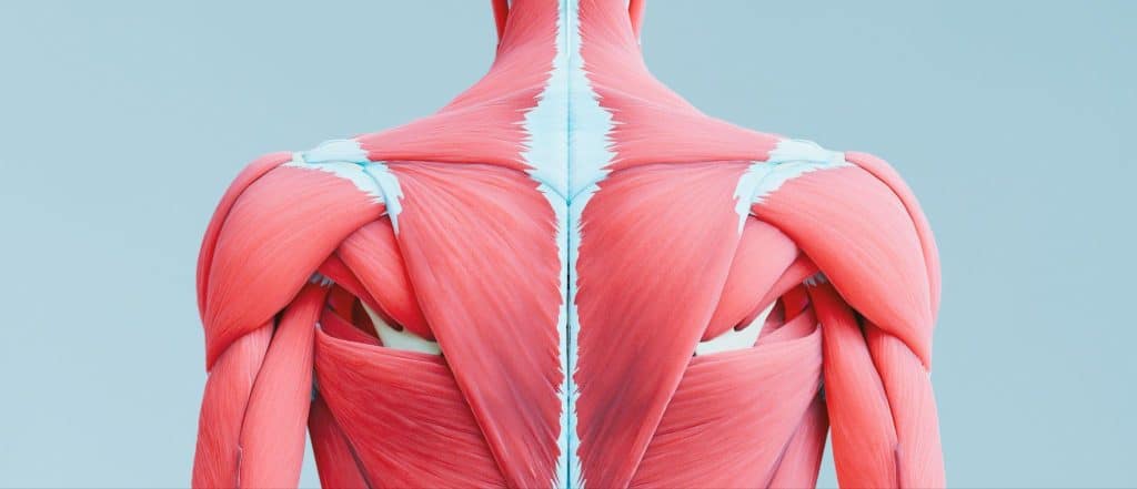 Image 1 of Why Muscle is the Key to Healthy Aging