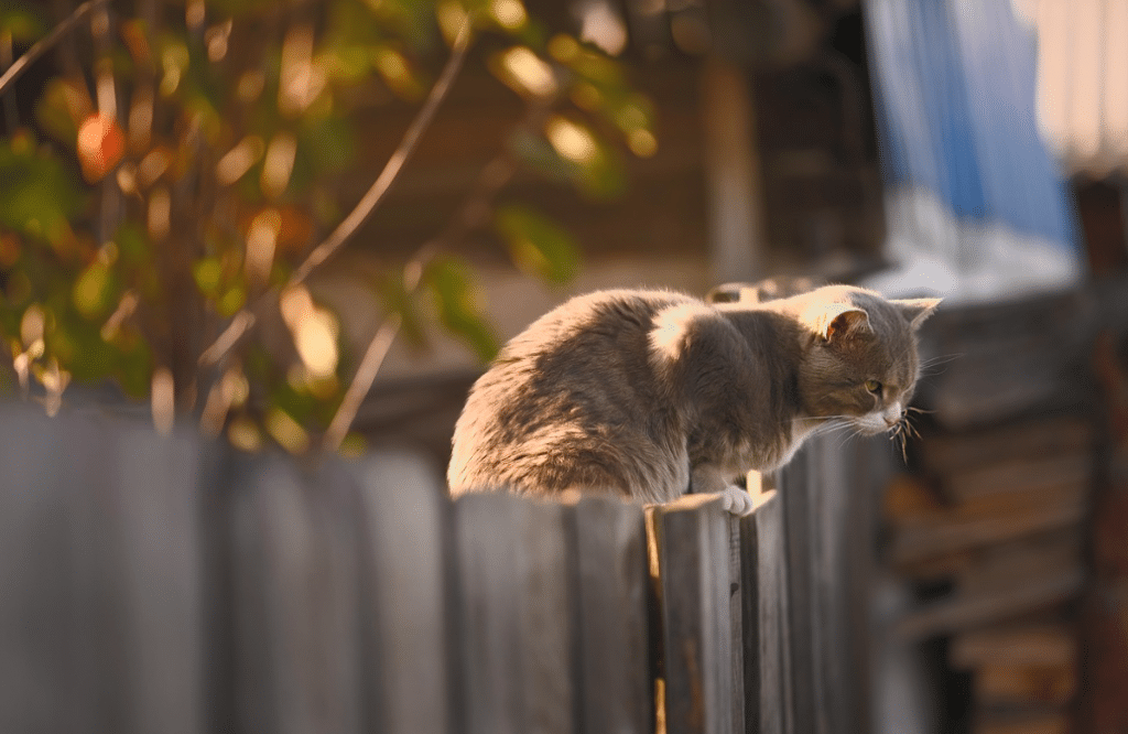 Top 10 Fencing Companies in Sydney (Best Guide) | Local Fencing Contractors fence